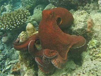 Day Octopus in the Red Sea