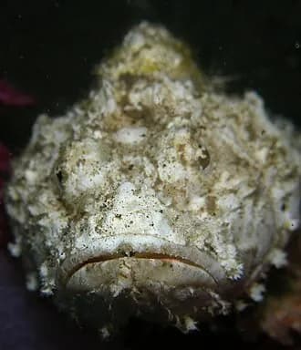 Devil Scorpionfish in the Red Sea