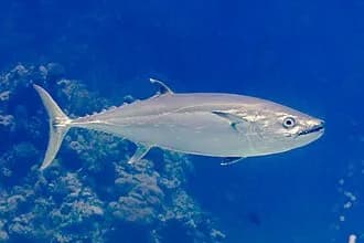 Dogtooth Tuna in the Red Sea