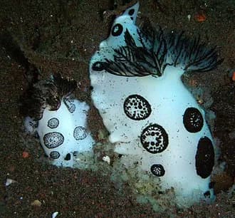 Dotted Nudibranch in the Red Sea
