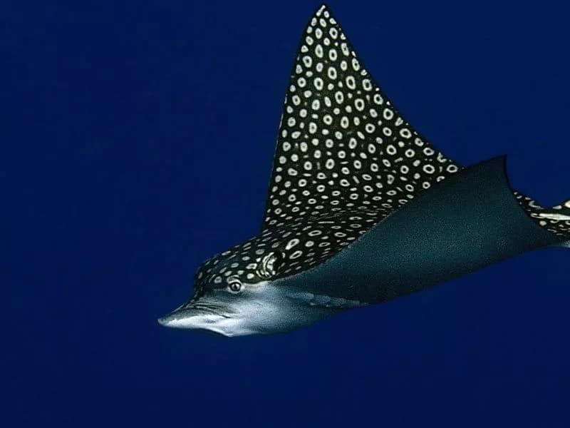 Eagle Ray in the Red Sea
