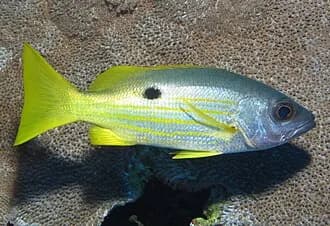 Ehrenberg's Snapper in the Red Sea