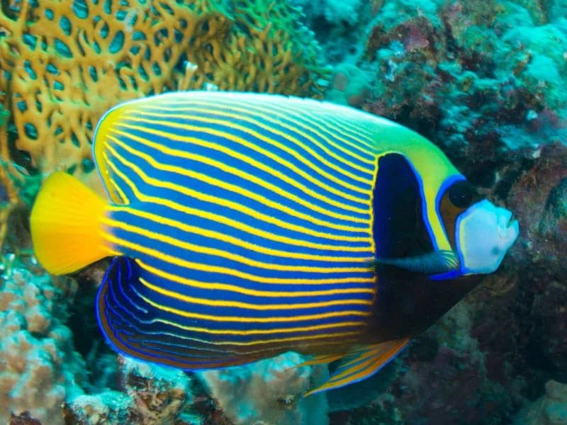 Emperor Angelfish in the Red Sea