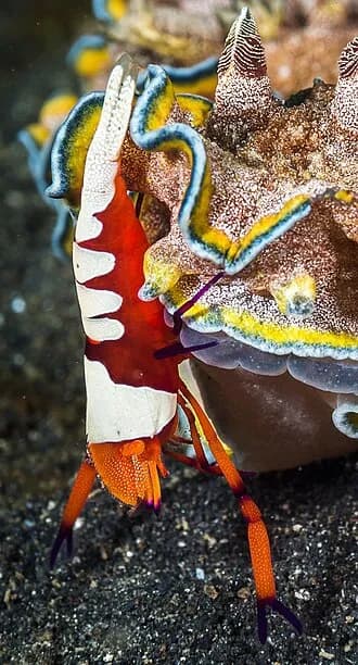 Emperor Shrimp in the Red Sea