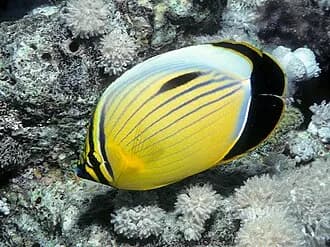 Exquisite Butterflyfish in the Red Sea