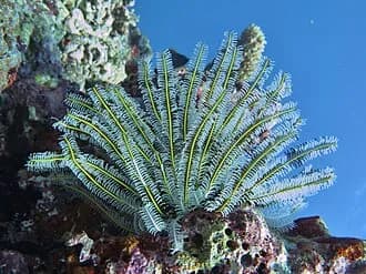 Featherstar in the Red Sea