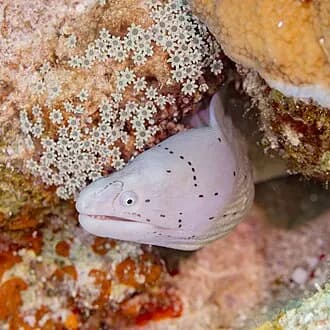 Geometric Moray in the Red Sea