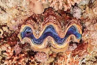 Giant Clam in the Red Sea