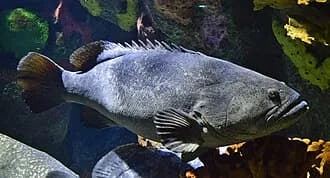 Giant Grouper in the Red Sea
