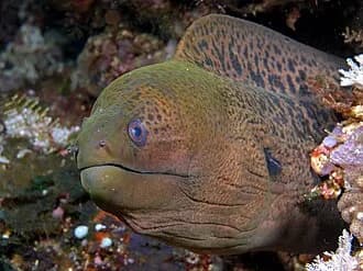 Giant Moray in the Red Sea
