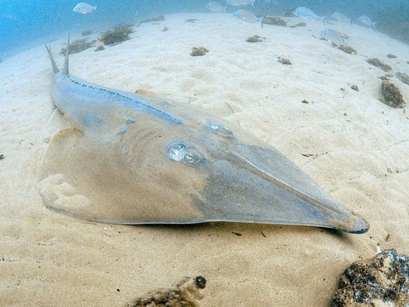 Giant Reef Ray in the Red Sea