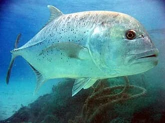Giant Trevally in the Red Sea