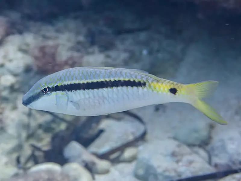 Goatfish in the Red Sea