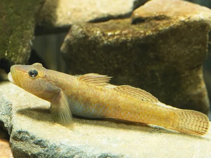 Goby Fish in the Red Sea