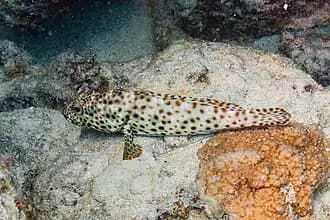 Greasy Grouper in the Red Sea