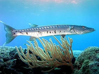 Great Barracuda in the Red Sea
