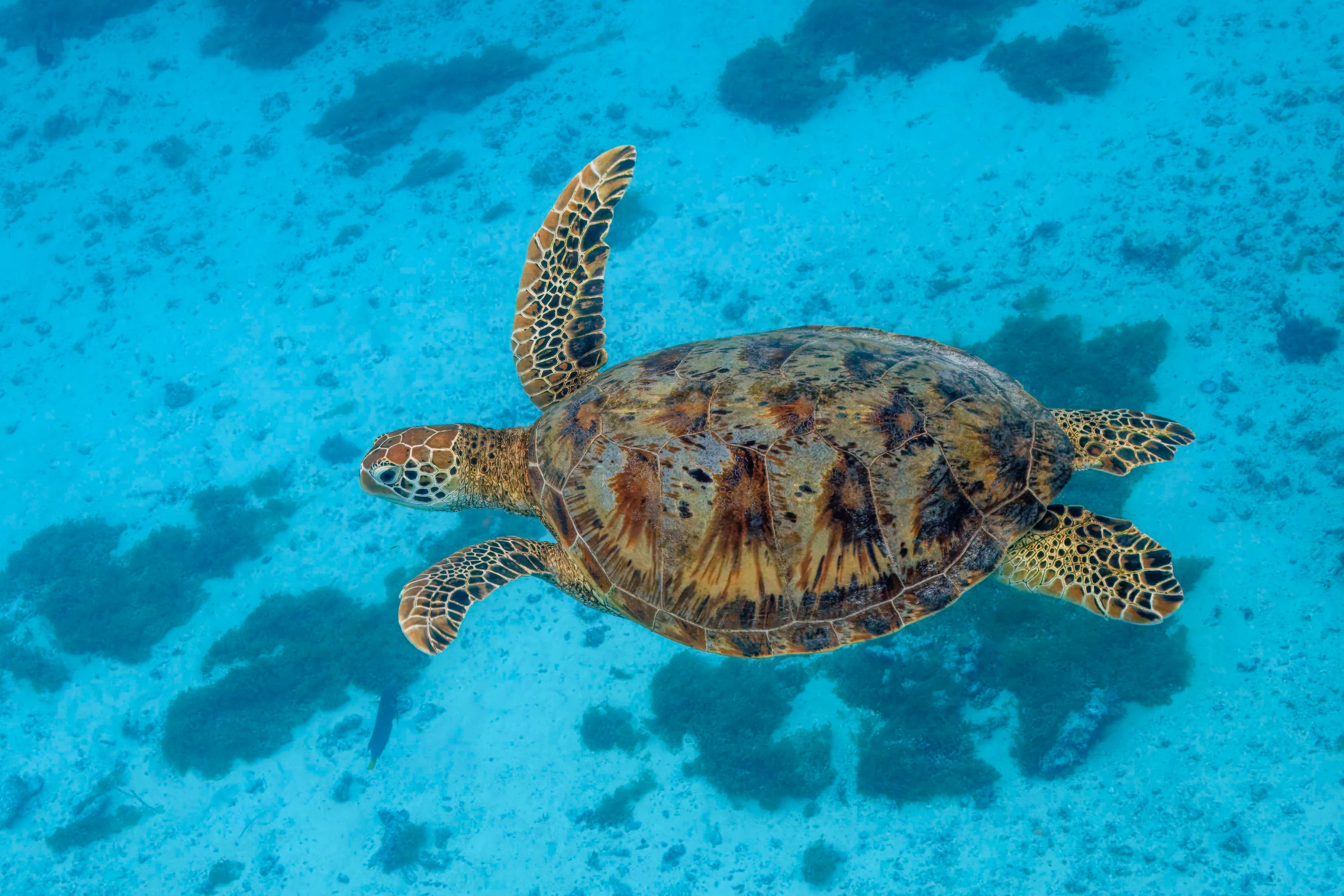 Sea Turtles in the Red Sea