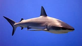 Grey Reef Shark in the Red Sea