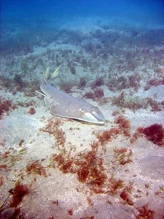 Halavi Guitarfish in the Red Sea