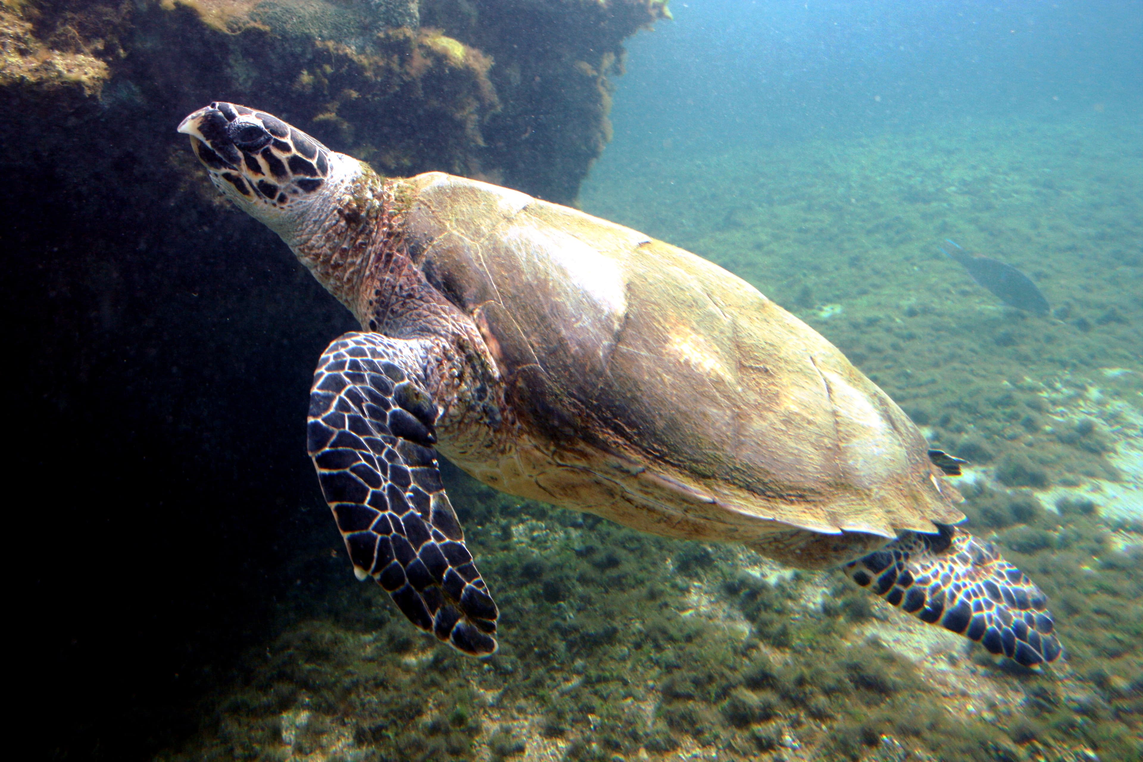 Hawksbill Sea Turtle in the Red Sea