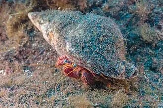 Hermit Crab in the Red Sea