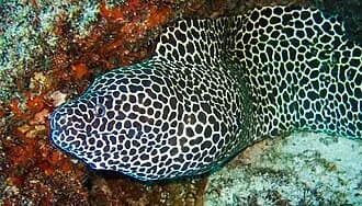 Honeycomb Moray in the Red Sea