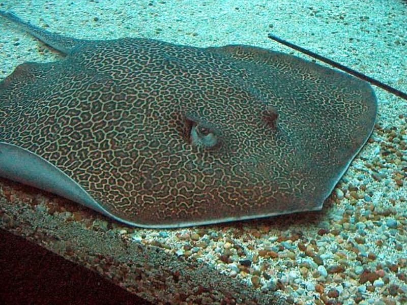 Honeycomb Stingray in the Red Sea