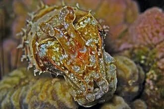 Hooded Cuttlefish in the Red Sea