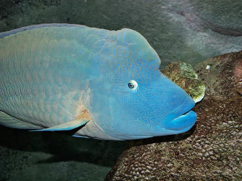 Humphead Wrasse in the Red Sea