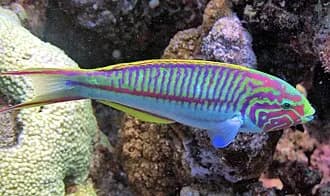 Klunzinger's Wrasse in the Red Sea