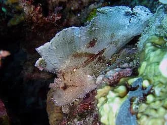Leaf Scorpionfish in the Red Sea