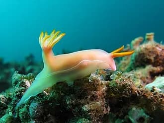 Leopard Nudibranch in the Red Sea
