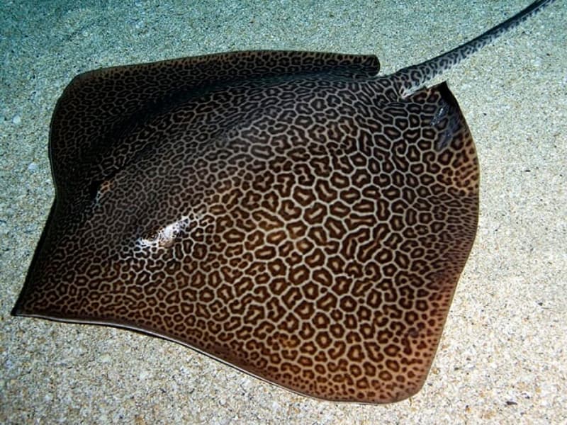 Leopard Whipray in the Red Sea