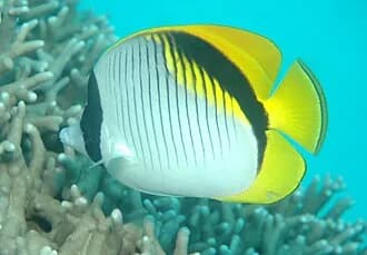 Lined Butterflyfish in the Red Sea