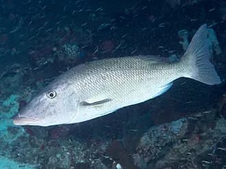 Longface Emperor in the Red Sea