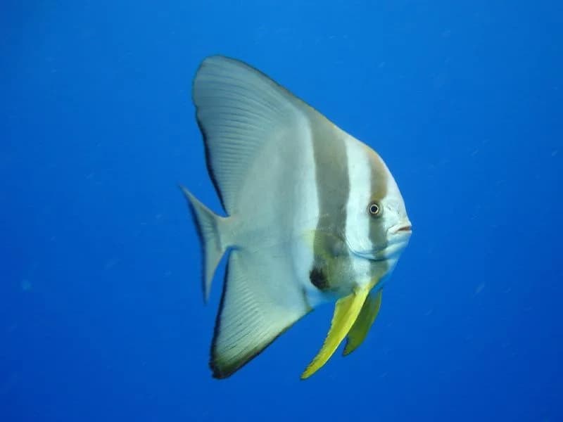 Longfin Batfish in the Red Sea