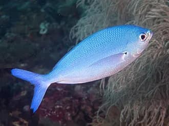 Lunar Fusilier in the Red Sea