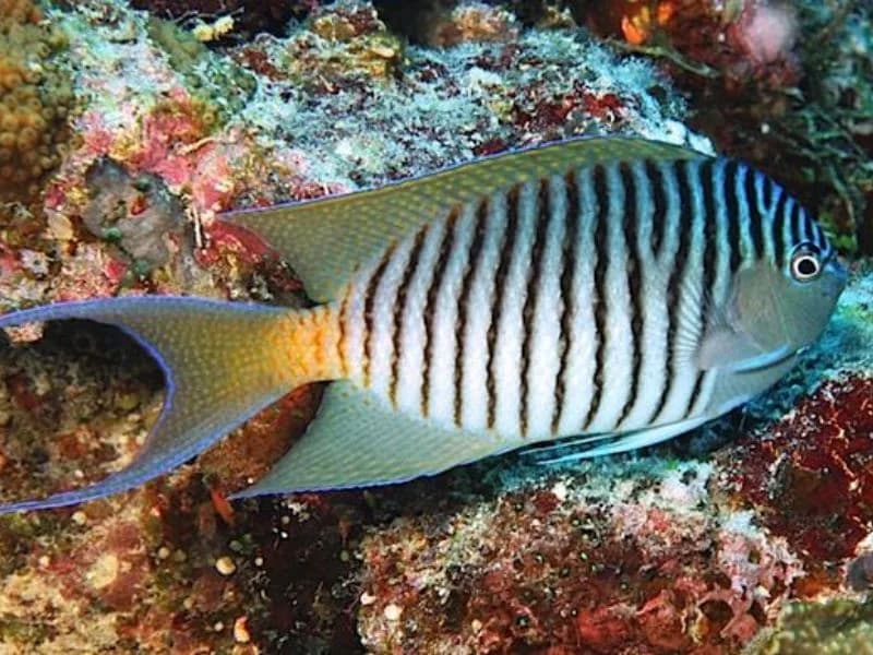 Angelfish in the Red Sea