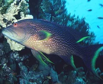 Lyretail Grouper in the Red Sea