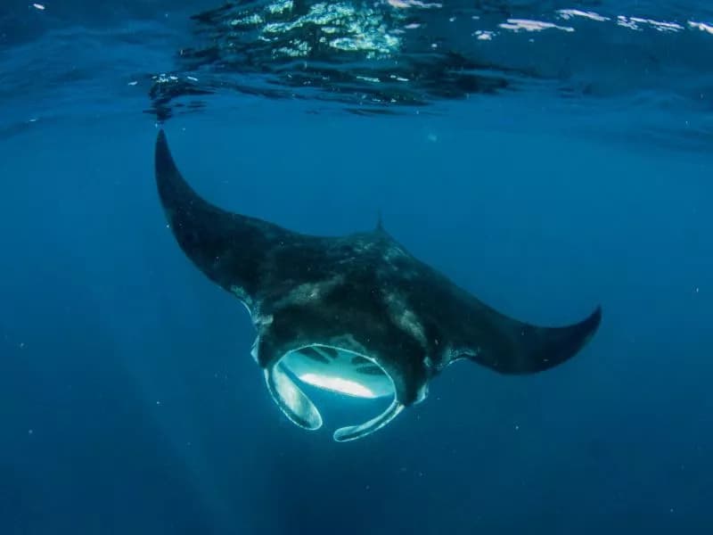 Manta Ray in the Red Sea