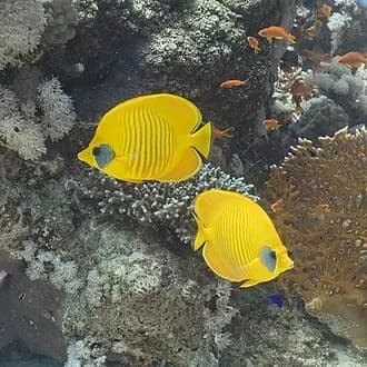 Masked Butterflyfish in the Red Sea
