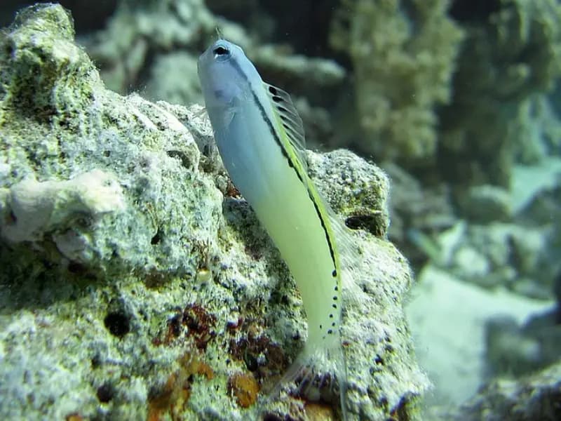 Mimic Blenny in the Red Sea