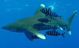 Oceanic Whitetip Shark in the Red Sea