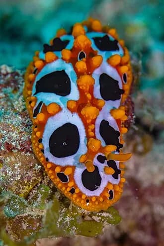 Ocellate Phyllidia in the Red Sea