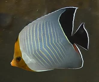 Orange-Face Butterflyfish in the Red Sea