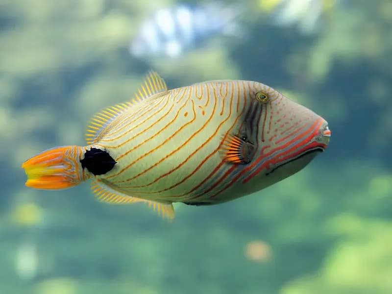 Orange-line Triggerfish in the Red Sea