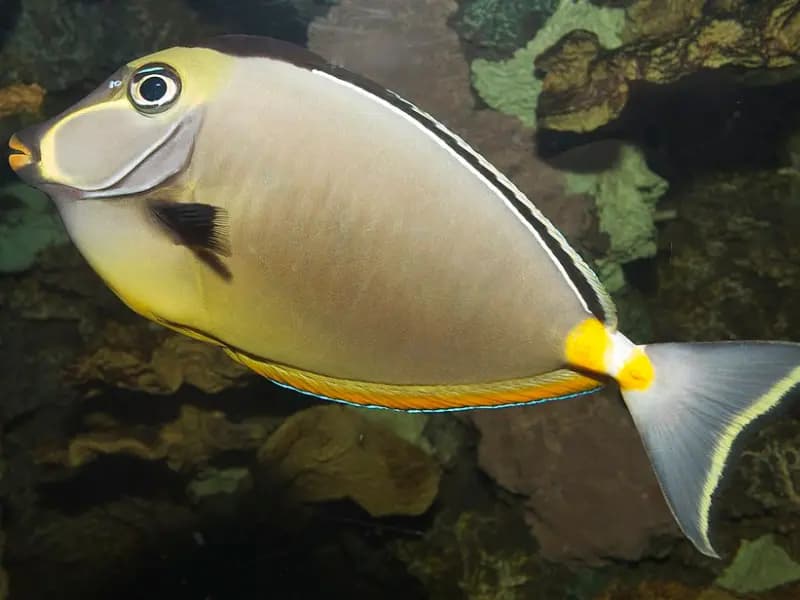 Orangespine Unicornfish in the Red Sea