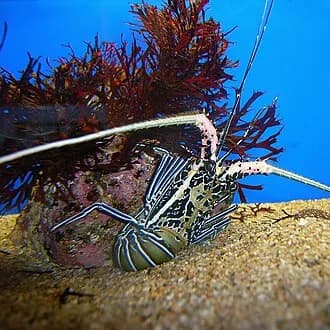 Painted Spiny Lobster in the Red Sea