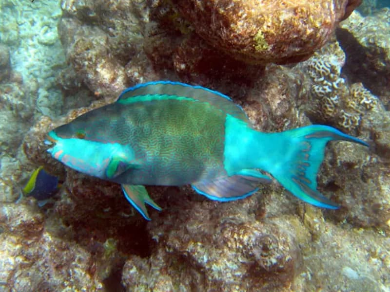 Parrotfish in the Red Sea