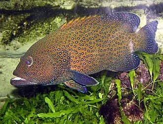 Peacock Grouper in the Red Sea